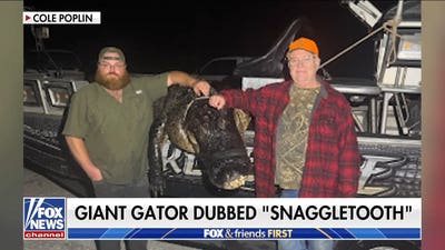 Massive 844-pound alligator caught after years-long hunt