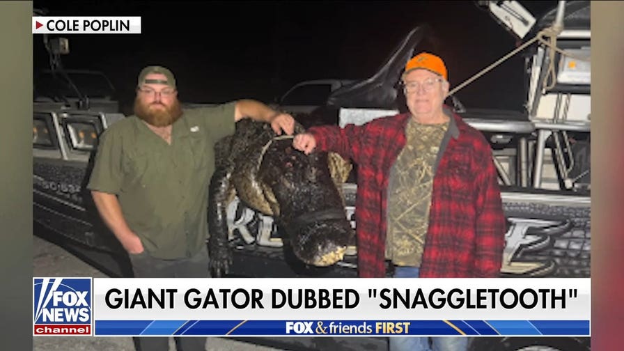 Massive 844-pound alligator caught after years-long hunt
