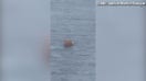 Dad and daughter reportedly rescued after they went overboard on cruise