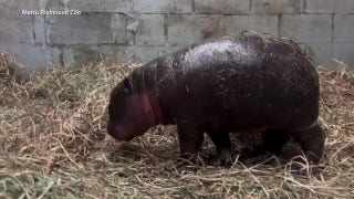 Zoo in Virginia welcomes newborn pygmy hippopotamus calf - Fox News