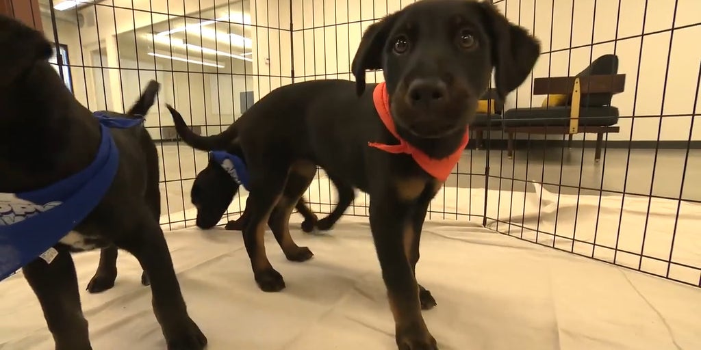 2025 Puppy Bowl: LA rescue & puppies in-studio
