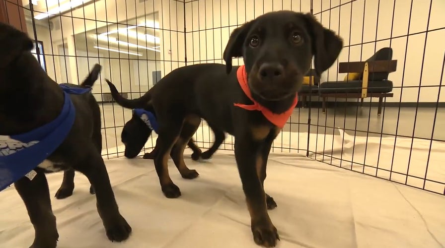 2025 Puppy Bowl: LA rescue & puppies in-studio