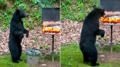 Curious black bear cub crashes family cookout, pauses to inspect sizzling grill