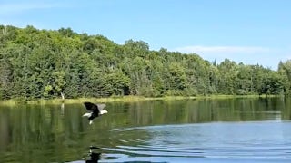 Couple’s lakeside toss turns wild as bald eagle grabs fish in mid swoop