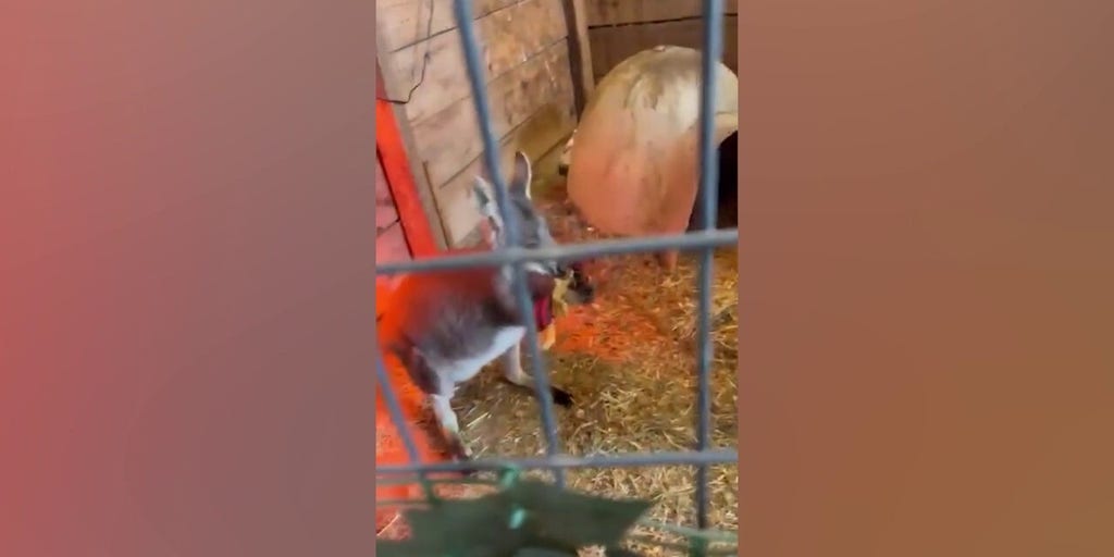 Rex the wallaby escapes from New Jersey animal sanctuary