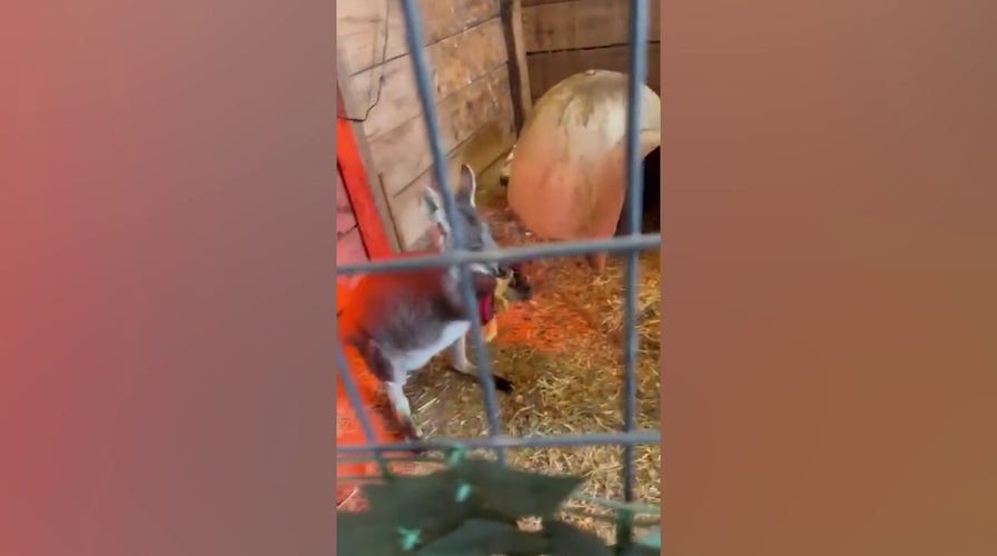 Rex the wallaby escapes from New Jersey animal sanctuary