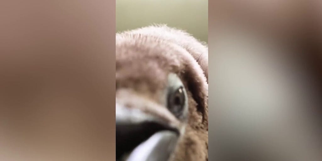 Pesto the penguin chick waddles into the internet spotlight at nearly 50 pounds