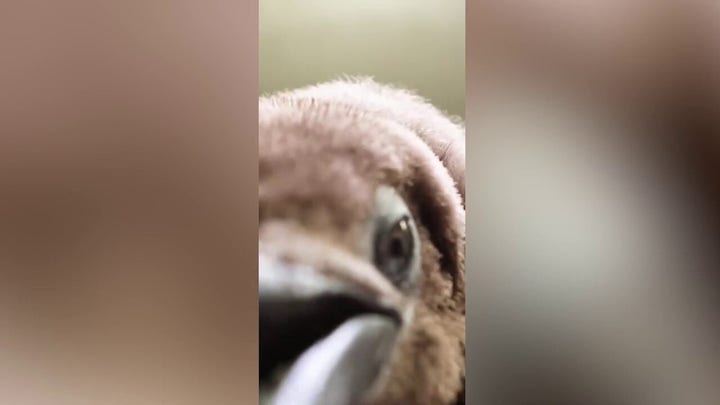 Pesto the penguin chick waddles into the internet spotlight at nearly 50 pounds