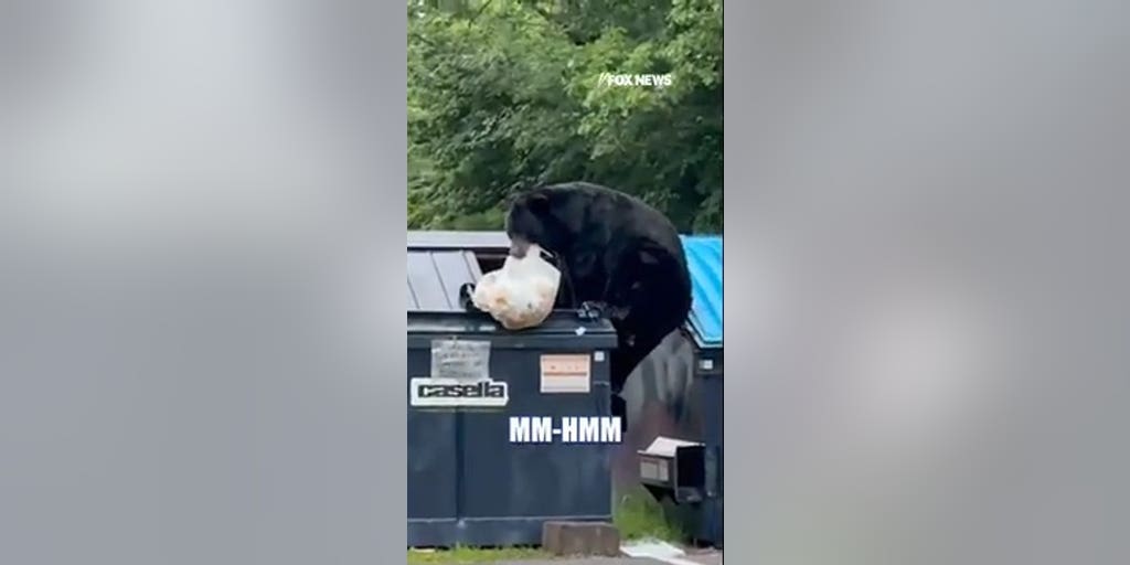 'The Five' reacts to bear dumpster diving