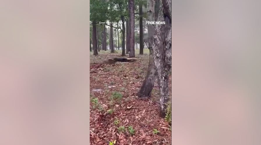 Police capture MASSIVE alligator near residential neighborhood