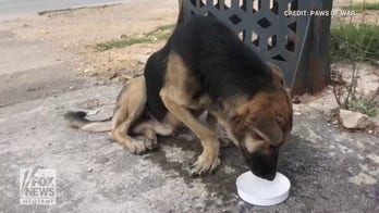 US soldier on deployment overseas finds injured German shepherd pup