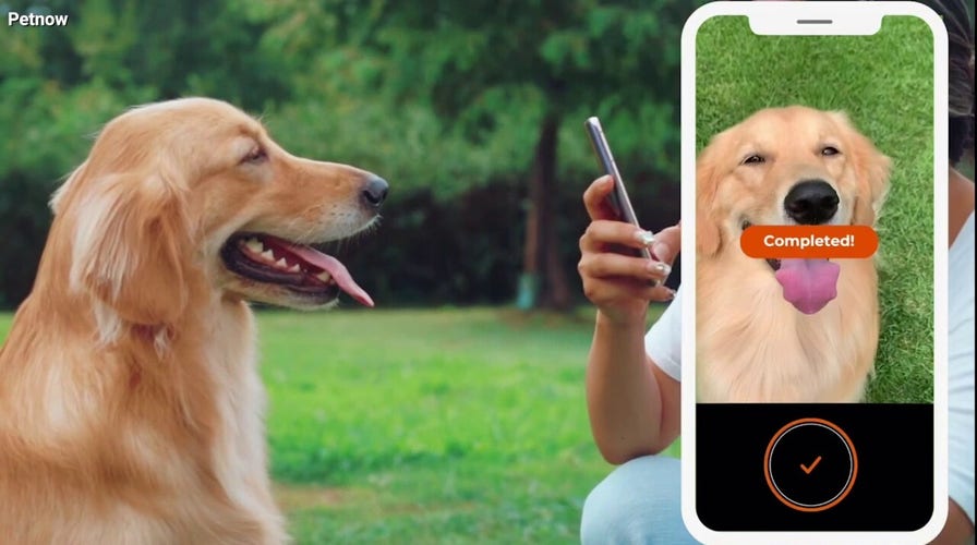 Facial recognition app can identify your pet’s face with 99% accuracy 