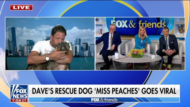 Dave Portnoy's rescue dog Miss Peaches goes viral: 'The sweetest angel'