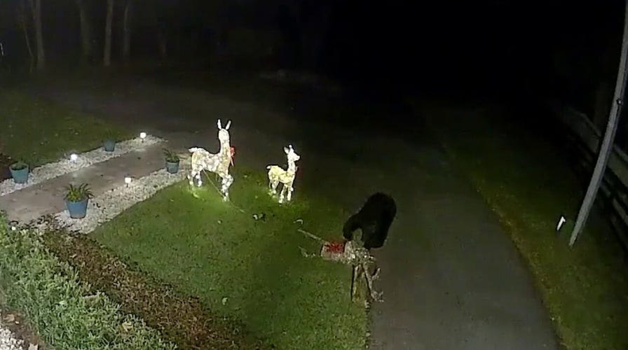 WATCH: Florida bear attacks, takes off with reindeer Christmas decoration