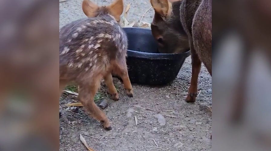 Oakland Zoo welcomes baby pudu named after Incan moon goddess
