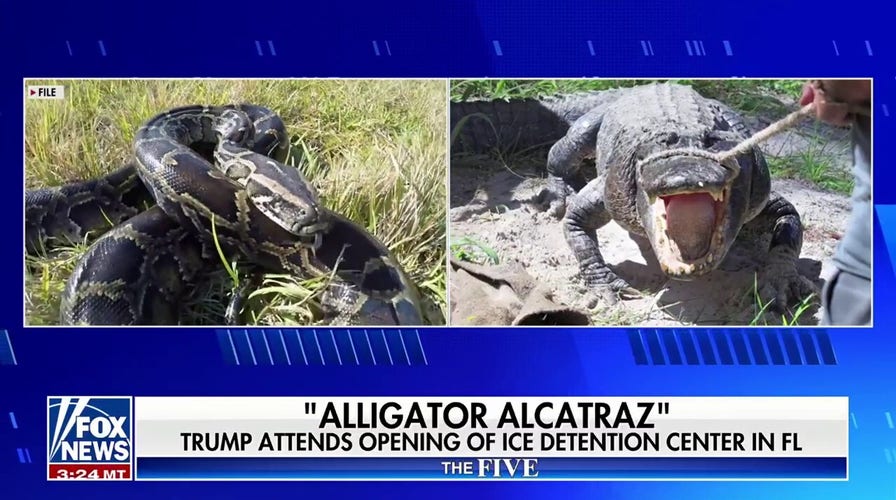 Trump's been 'outstanding' on the border, says Harold Ford Jr.