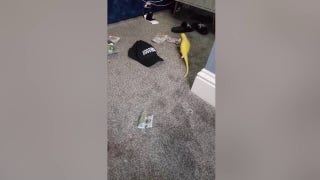 Parrot assists police in uncovering major drug operation - Fox News