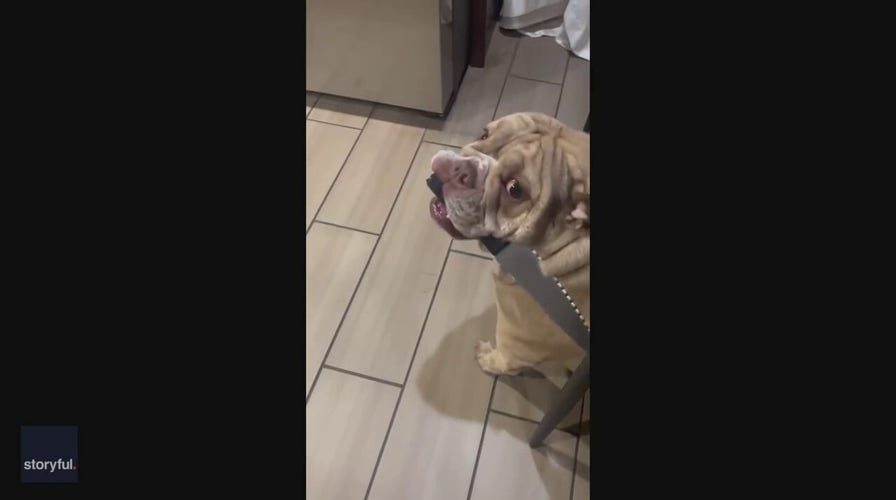 Knife-wielding English bulldog evades owner's attempt to retrieve the utensil