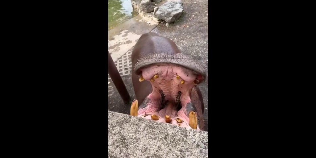 Hippos chomp on pumpkins at Philadelphia Zoo