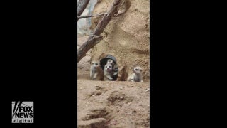 Baby meerkats make local zoo debut - Fox News