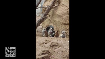Baby meerkats make local zoo debut