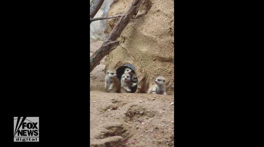 Baby meerkats make local zoo debut