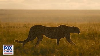 A Year On Planet Earth: Learning to hunt in the spring