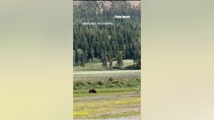 SEE IT: Bystanders help man avoid bison attack
