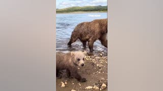 Baby bear stops to nibble on wildlife photographer's shoe