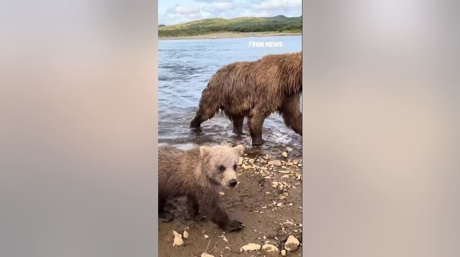 Baby bear stops to nibble on wildlife photographer's shoe