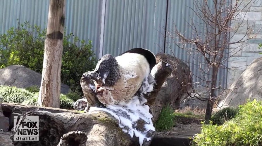 Celebrate! Giant pandas enjoy birthday treats at Australian zoo