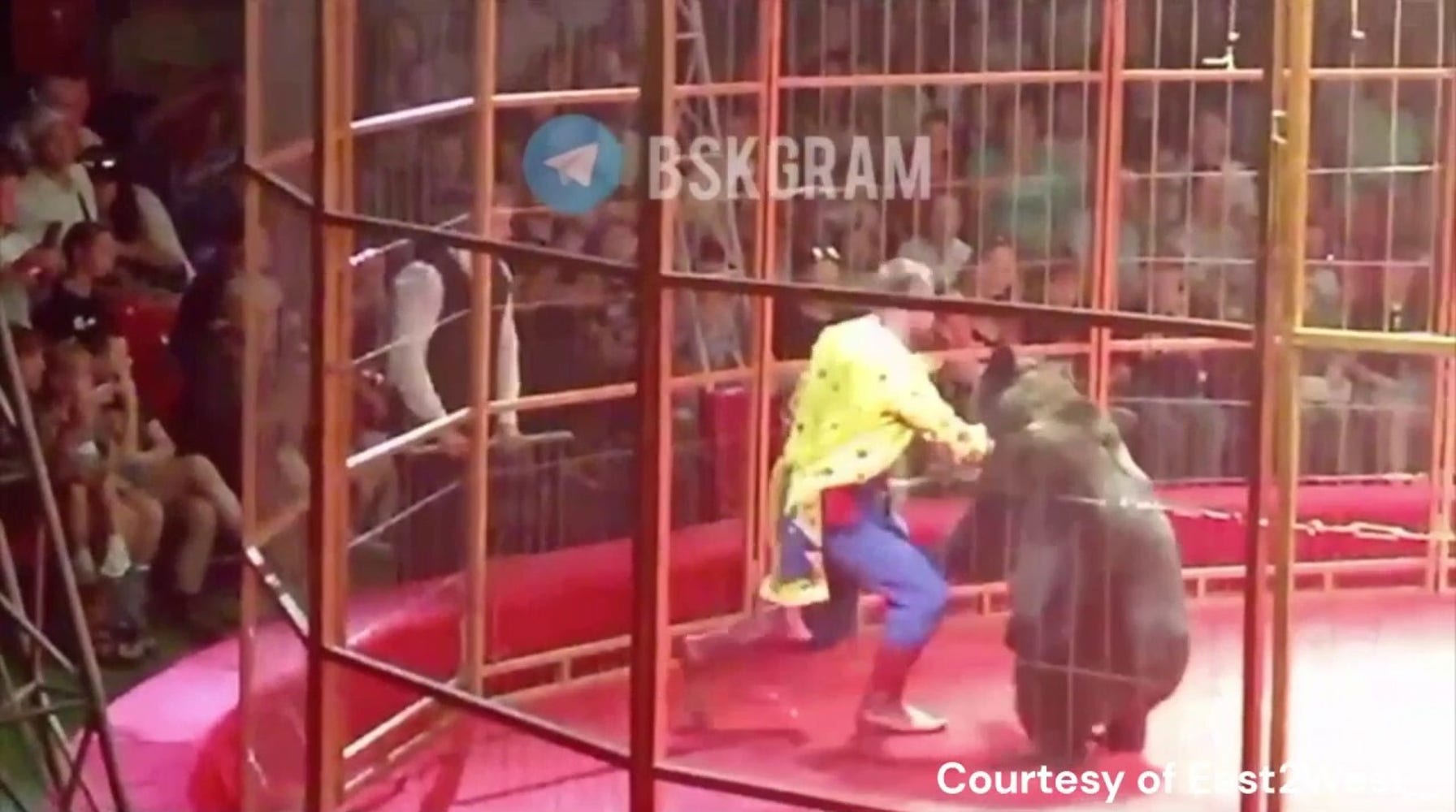 Circus Bear Attacks Trainer in Front of Live Audience