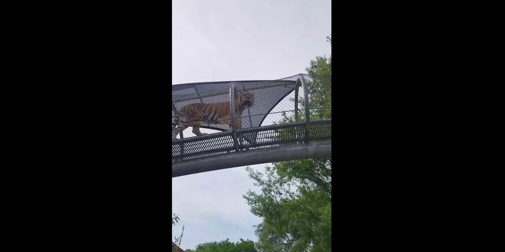 Tiger strolls along mesh walkway above local zoo visitors
