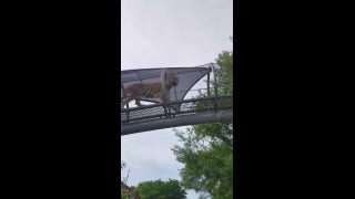 Tiger strolls along mesh walkway above local zoo visitors - Fox News