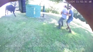 Massive 1,300-pound escaped bull runs onto highway, causing multi-vehicle crash - Fox News