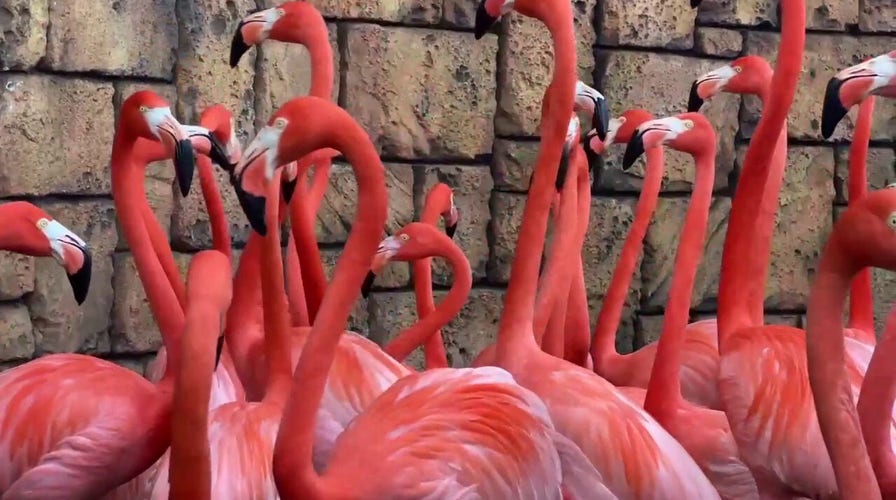 Flamingos receive annual wellness exams at local zoo
