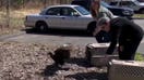 'Drunken' vultures released back into the wild by rehabilitation volunteers 