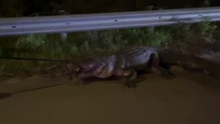 Alligator does death roll while North Carolina cops wrangle him in: 'He's growling' - Fox News