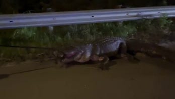 Alligator does death roll while North Carolina cops wrangle him in: 'He's growling'