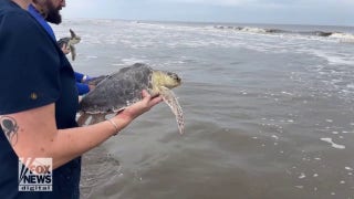 Thirty-four sea turtles return to the ocean in Georgia after rehabilitating for months - Fox News