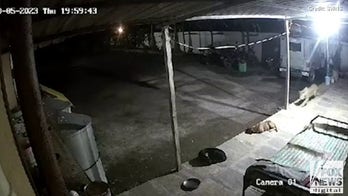 Watch the harrowing moment a leopard snatches a sleeping pet 