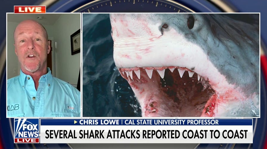 Shark attacks remain 'extremely rare events': Cal State professor