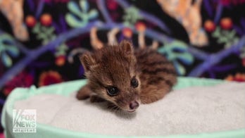 Nashville Zoo welcomes rare animal to the community