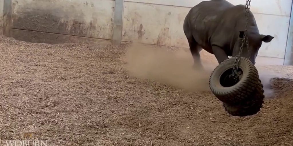 Zoo welcomes two new animals known for 'love of attention'