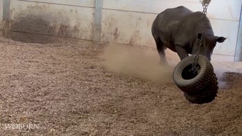 Zoo welcomes two new animals known for 'love of attention'