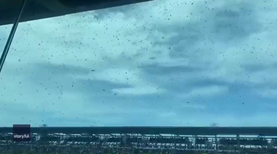 Bees swarm the Indianapolis 500 racetrack
