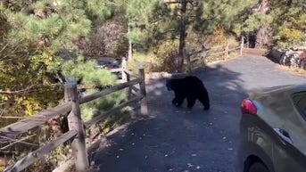 WATCH: Hungry bear destroys inside of car