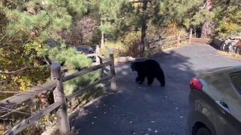 Hungry bear destroys inside of car after man left food in the vehicle