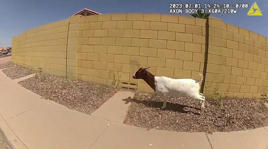 Arizona police filmed chasing two goats in wild chase: video