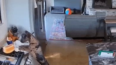 Sneaky pooch swipes fresh sourdough loaf off Texas family's stovetop